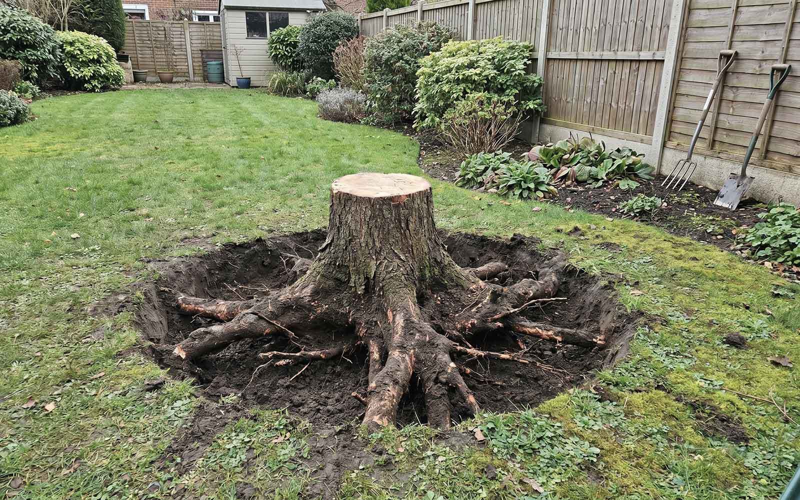 Oakwood Tree Surgery Work
