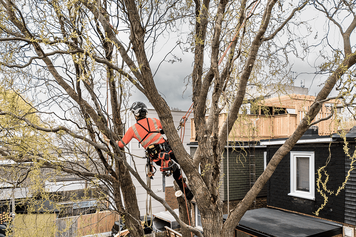 Welcome to Oakwood Tree Surgery