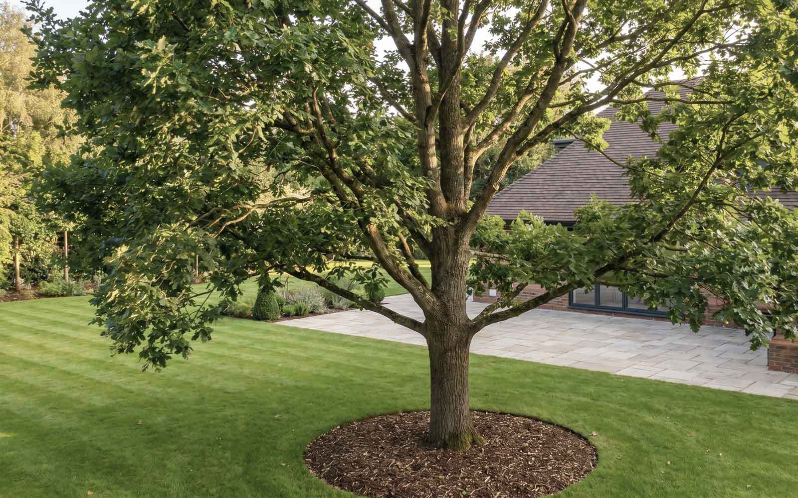 Oakwood Tree Surgery Work