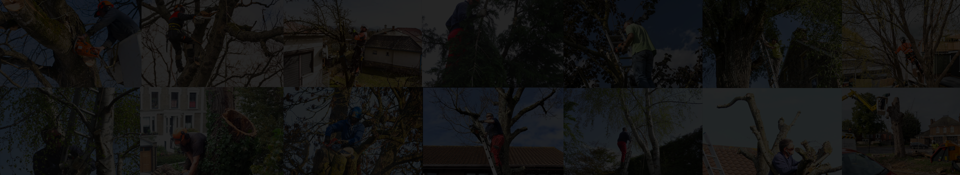 Oakwood Tree Surgery